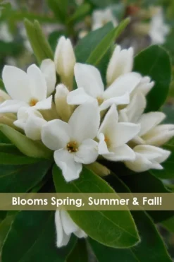 Jim's Pride White Summer Daphne - Daphne X Transatlantica - 3 Gallon Pot