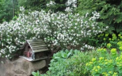 Jim's Pride White Summer Daphne - Daphne X Transatlantica - 1 Gallon Pot 9 Jim's Pride White Summer Daphne - Daphne X Transatlantica - 1 Gallon Pot -Plant Promotion Store daphne jims pride 3