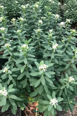 Jim's Pride White Summer Daphne - Daphne X Transatlantica - 3 Gallon Pot -Plant Promotion Store daphne jims pride 7 1