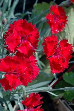 Fire Star Dianthus (Carnation) - 1 Gallon Pot -Plant Promotion Store dianthus fire star cottage pinks 101