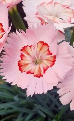 Georgia Peach Pie Dianthus - 1 Gallon Pot -Plant Promotion Store dianthus georgia peach pie 5