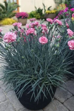 Pinball Wizard Dianthus - 6-Pack Of 1 Gallon Pots 15 Pinball Wizard Dianthus - 6-Pack Of 1 Gallon Pots -Plant Promotion Store dianthus pinball wizard 10
