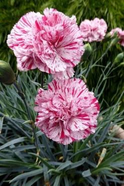 Pinball Wizard Dianthus - 6-Pack Of 1 Gallon Pots 14 Pinball Wizard Dianthus - 6-Pack Of 1 Gallon Pots -Plant Promotion Store dianthus pinball wizard 4