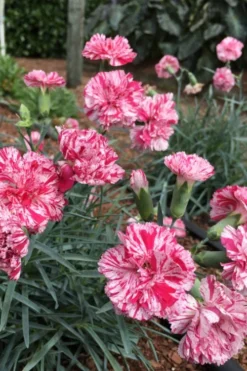 Pinball Wizard Dianthus - 6-Pack Of 1 Gallon Pots 13 Pinball Wizard Dianthus - 6-Pack Of 1 Gallon Pots -Plant Promotion Store dianthus pinball wizard 5