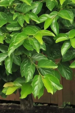 Fuyu Persimmon Tree - 3 Gallon Pot 13 Fuyu Persimmon Tree - 3 Gallon Pot -Plant Promotion Store diospyros kaki fuyu persimmon tree 6