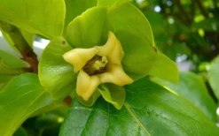 Fuyu Persimmon Tree - 3 Gallon Pot 14 Fuyu Persimmon Tree - 3 Gallon Pot -Plant Promotion Store diospyros kaki fuyu persimmon tree 9