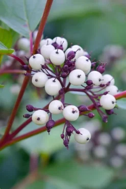Red Osier Red Twig Dogwood (Cornus Sericea) - 2 Gallon Pot 13 Red Osier Red Twig Dogwood (Cornus Sericea) - 2 Gallon Pot -Plant Promotion Store dogwood red osier 500x750 1