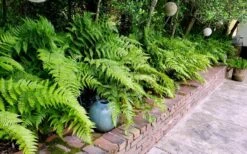 Autumn Brilliance Fern (Dryopteris Erythrosora) - 2.5 Quart Pot 15 Autumn Brilliance Fern (Dryopteris Erythrosora) - 2.5 Quart Pot -Plant Promotion Store dryopteris erythrosora autumn brilliance fern 10