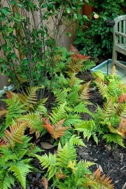 Autumn Brilliance Fern (Dryopteris Erythrosora) - 2.5 Quart Pot 16 Autumn Brilliance Fern (Dryopteris Erythrosora) - 2.5 Quart Pot -Plant Promotion Store dryopteris erythrosora autumn brilliance fern 11