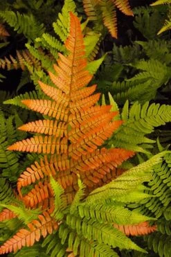 Autumn Brilliance Fern (Dryopteris Erythrosora) - 2.5 Quart Pot 12 Autumn Brilliance Fern (Dryopteris Erythrosora) - 2.5 Quart Pot -Plant Promotion Store dryopteris erythrosora autumn brilliance fern 2