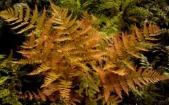 Autumn Brilliance Fern (Dryopteris Erythrosora) - 6 Pack Of 1 Gallon Pots -Plant Promotion Store dryopteris erythrosora autumn brilliance fern 3 1