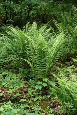 Male Fern (Dryopteris Felix-mas) - 1 Gallon Pot -Plant Promotion Store dryopteris felix mas male fern 11