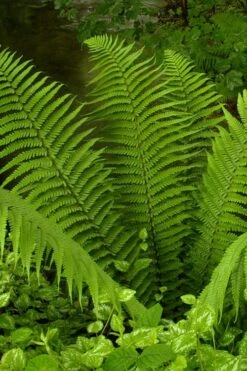 Male Fern (Dryopteris Felix-mas) - 1 Gallon Pot -Plant Promotion Store dryopteris felix mas male fern 13