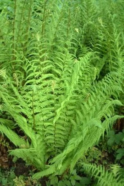 Male Fern (Dryopteris Felix-mas) - 1 Gallon Pot -Plant Promotion Store dryopteris felix mas male fern 14