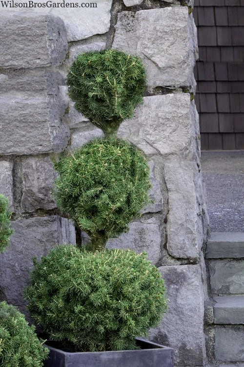 Poodle Tier Dwarf Alberta Spruce Topiary - 5 Gallon Pot 1 Poodle Tier Dwarf Alberta Spruce Topiary - 5 Gallon Pot
