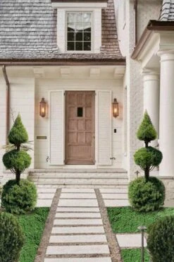 Dwarf Alberta Spruce 2-Ball Cone Topiary - 5 Gallon Pot 7 Dwarf Alberta Spruce 2-Ball Cone Topiary - 5 Gallon Pot -Plant Promotion Store dwarf alberta spruce 3 ball poodle tier with pyramid1