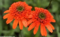 Moab Sunset Coneflower (Echinacea) - 6 Pack Of 1 Gallon Pots -Plant Promotion Store echinacea moab sunset orange coneflower 11
