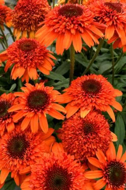 Moab Sunset Coneflower (Echinacea) - 6 Pack Of 1 Gallon Pots -Plant Promotion Store echinacea moab sunset orange coneflower 2