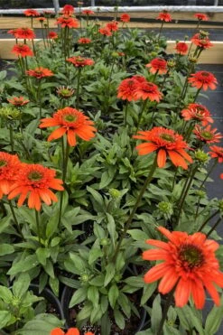 Moab Sunset Coneflower (Echinacea) - 6 Pack Of 1 Gallon Pots -Plant Promotion Store echinacea moab sunset orange coneflower 5