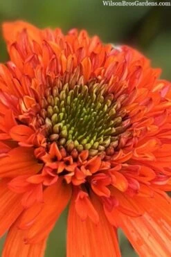 Moab Sunset Coneflower (Echinacea) - 6 Pack Of 1 Gallon Pots -Plant Promotion Store echinacea moab sunset orange coneflower 7