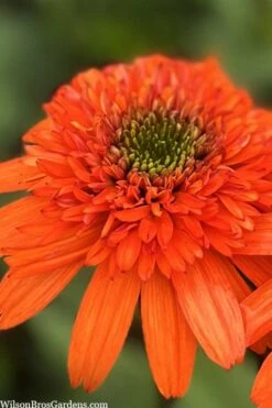 Moab Sunset Coneflower (Echinacea) - 6 Pack Of 1 Gallon Pots -Plant Promotion Store echinacea moab sunset orange coneflower 8
