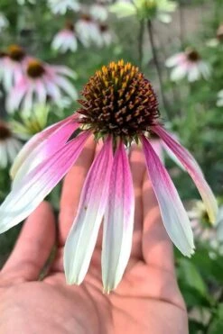 Pretty Parasols Coneflower (Echinacea) - 6 Pack Of 1 Gallon Pots -Plant Promotion Store echinacea pretty parasols coneflower 12