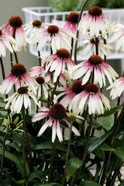 Pretty Parasols Coneflower (Echinacea) - 6 Pack Of 1 Gallon Pots -Plant Promotion Store echinacea pretty parasols coneflower 3