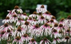 Pretty Parasols Coneflower (Echinacea) - 6 Pack Of 1 Gallon Pots -Plant Promotion Store echinacea pretty parasols coneflower 9