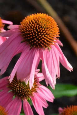 Kim's Knee High Coneflower (Echinacea) - 1 Gallon Pot -Plant Promotion Store echinacea purpurea kims knee high coneflower 3