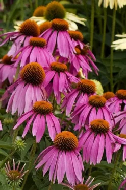 Kim's Knee High Coneflower (Echinacea) - 1 Gallon Pot -Plant Promotion Store echinacea purpurea kims knee high coneflower 5