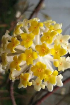 Snow Cream Edgeworthia Paper Bush - 3 Gallon 11 Snow Cream Edgeworthia Paper Bush - 3 Gallon -Plant Promotion Store edgeworthia snow cream 10
