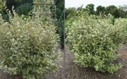 Olive Martini Elaeagnus - 2 Gallon Pot 8 Olive Martini Elaeagnus - 2 Gallon Pot -Plant Promotion Store elaeagnus olive martini 11 1