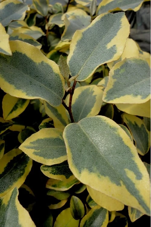 Olive Martini Elaeagnus - 2 Gallon Pot 1 Olive Martini Elaeagnus - 2 Gallon Pot
