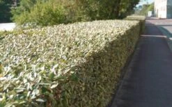 Olive Martini Elaeagnus - 1 Gallon Pot -Plant Promotion Store elaeagnus olive martini 13