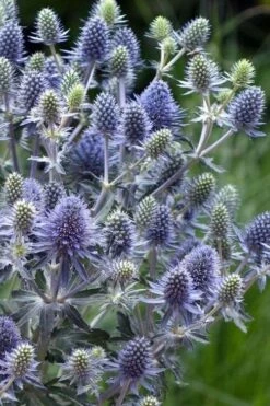 Blue Hobbit Sea Holly (Eryngium Planum) - 1 Gallon Pot -Plant Promotion Store eryngium planum blue hobbit sea holly 5