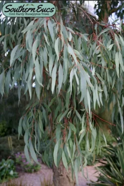 Angus Cold Hardy Eucalyptus Tree (Eucalyptus Nicholii) - Quart Pot -Plant Promotion Store eucalyoptus nicholii angus 1 3