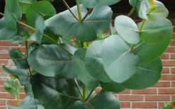 Big O Cold Hardy Eucalyptus Tree (Eucalyptus Neglecta) - 3 Gallon Pot -Plant Promotion Store eucalyptus bigo leaves 5