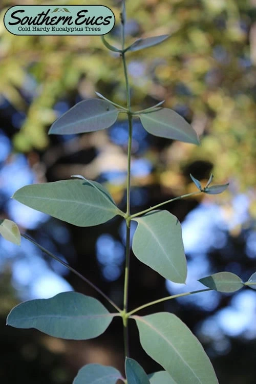 Grace Cold Hardy Eucalyptus Tree (Eucalyptus Elliptica) - 2 Gallon Pot 1 Grace Cold Hardy Eucalyptus Tree (Eucalyptus Elliptica) - 2 Gallon Pot