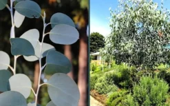 Mappa Tassie Cold Hardy Eucalyptus Tree (Eucalyptus Pauciflora) - 3 Quart Pot -Plant Promotion Store eucalyptus mappa tassie combo
