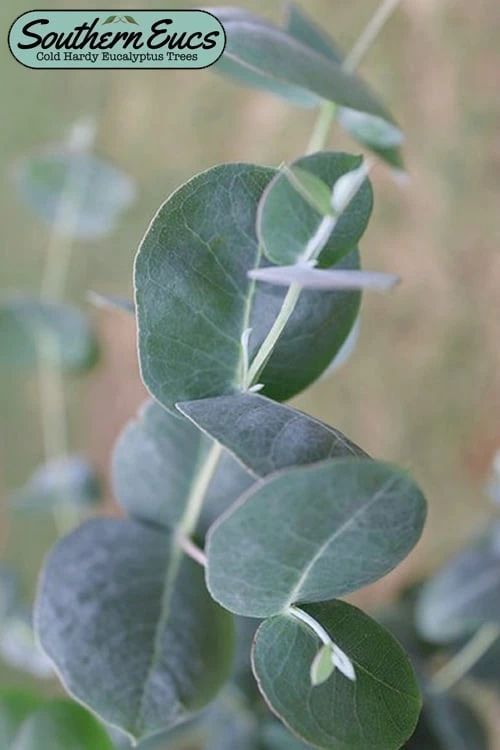 Big O Cold Hardy Eucalyptus Tree (Eucalyptus Neglecta) - 5 Gallon Pot (4-5') 1 Big O Cold Hardy Eucalyptus Tree (Eucalyptus Neglecta) - 5 Gallon Pot (4-5')