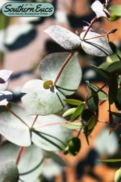 Maggie Cold Hardy Eucalyptus Tree (Eucalyptus Nova Anglica) - 3 Gallon Pot