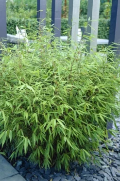 Sunset Glow Clumping Bamboo (Fargesia Rufa) - 3 Gallon Pot -Plant Promotion Store fargesia rufa sunset glow clumping bamboo 1