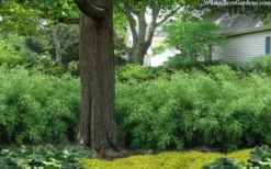 Sunset Glow Clumping Bamboo (Fargesia Rufa) - 3 Gallon Pot -Plant Promotion Store fargesia rufa sunset glow clumping bamboo 9