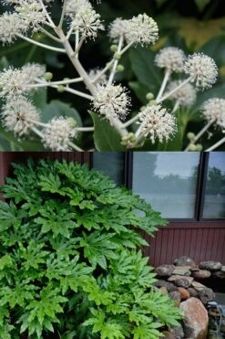 Fatsia Japonica (Japanese Aralia / Glossy Paper Plant) - 7 Gallon Pot -Plant Promotion Store fatsia Japanese Aralia 2 500x750 1