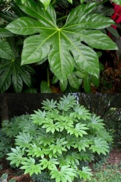 Fatsia Japonica - Japanese Aralia - Glossy Paper Plant - 5 Gallon Pot 10 Fatsia Japonica - Japanese Aralia - Glossy Paper Plant - 5 Gallon Pot -Plant Promotion Store fatsia Japanese Aralia 500x750 2