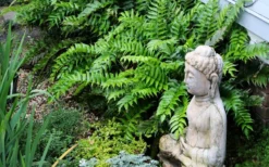 Japanese Holly Fern - Cyrtomium Falcatum 'Rochfordianum' - 2.5 Quart Pot -Plant Promotion Store fern20holly203