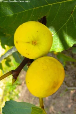LSU Gold Fig Tree - 3 Gallon Pot 11 LSU Gold Fig Tree - 3 Gallon Pot -Plant Promotion Store ficus carica lsu gold fig tree 1