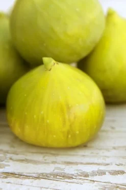 LSU Gold Fig Tree - 3 Gallon Pot 9 LSU Gold Fig Tree - 3 Gallon Pot -Plant Promotion Store ficus carica lsu gold fig tree 2