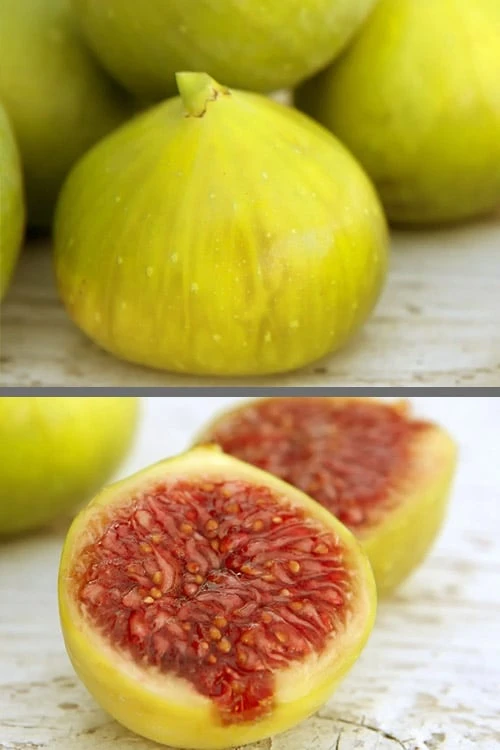 LSU Gold Fig Tree - 3 Gallon Pot 1 LSU Gold Fig Tree - 3 Gallon Pot