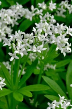 Sweet Woodruff (Galium Odoratum) - 6 Pack Of Pint Pots -Plant Promotion Store galium odoratum sweet woodruff 3